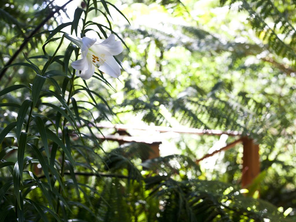 Andelomi Forest Lodge Stormsrivier Eksteriør bilde